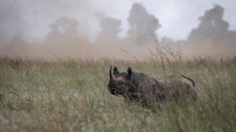 Rinoceronte negro en peligro crítico de extinción