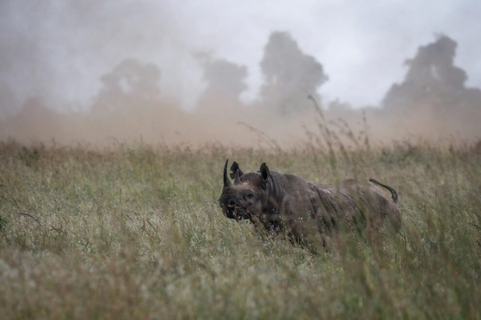Rinoceronte negro en peligro crítico de extinción