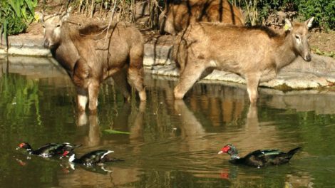 Extinción de vertebrados y su impacto en la biodiversidad