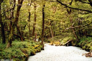 Bosques en peligro por sequía en Nueva Zelanda