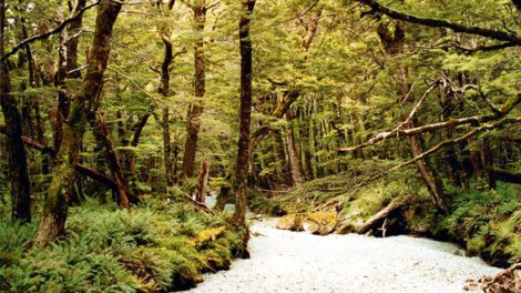 Bosques en peligro por sequía en Nueva Zelanda