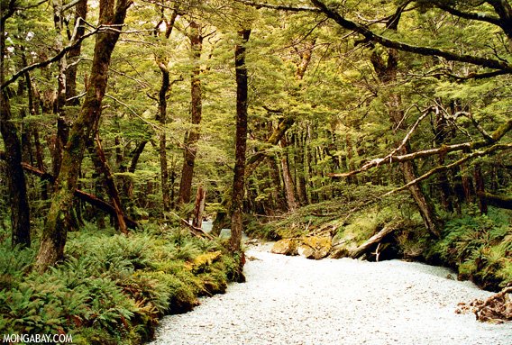 Bosques en peligro por sequía en Nueva Zelanda