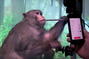 Neuralink y la controversia sobre la muerte de monos en ensayos