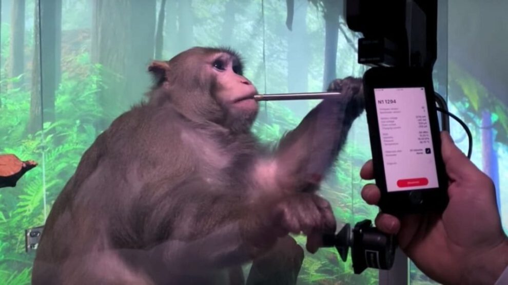 Neuralink y la controversia sobre la muerte de monos en ensayos