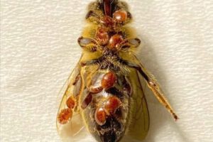 Abejas enfermas en Suiza afectadas por el ácaro varroa