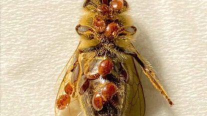 Abejas enfermas en Suiza afectadas por el ácaro varroa