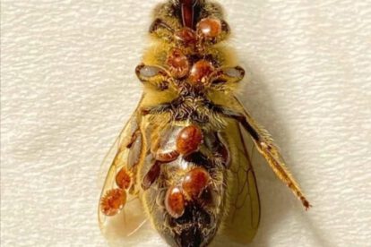 Abejas enfermas en Suiza afectadas por el ácaro varroa