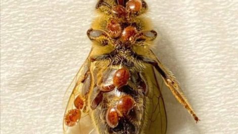 Abejas enfermas en Suiza afectadas por el ácaro varroa