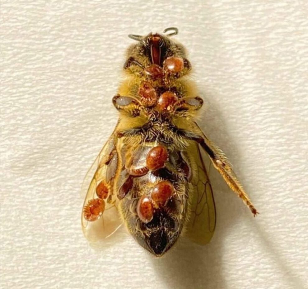 Abejas enfermas en Suiza afectadas por el ácaro varroa