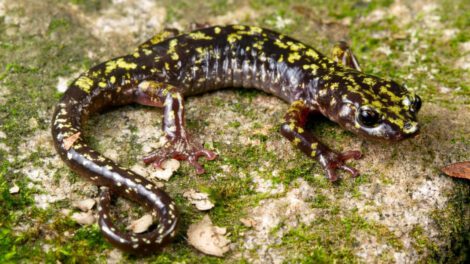 Anfibios en peligro de extinción, salamandra verde de Hickory Nut Gorge