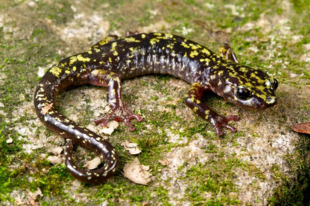 Anfibios en peligro de extinción, salamandra verde de Hickory Nut Gorge