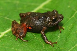 Ranas diminutas en los Andes de Ecuador