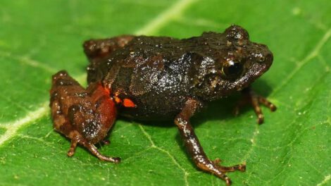 Ranas diminutas en los Andes de Ecuador