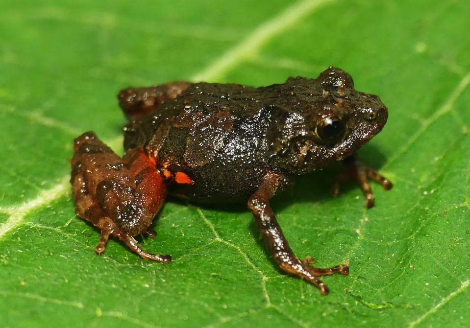Ranas diminutas en los Andes de Ecuador