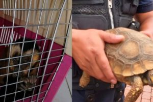 Rescate de animales silvestres en El Alto