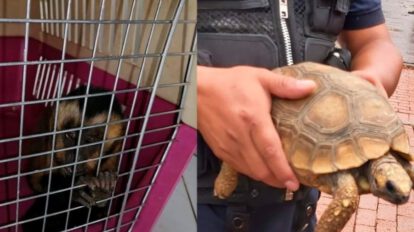 Rescate de animales silvestres en El Alto