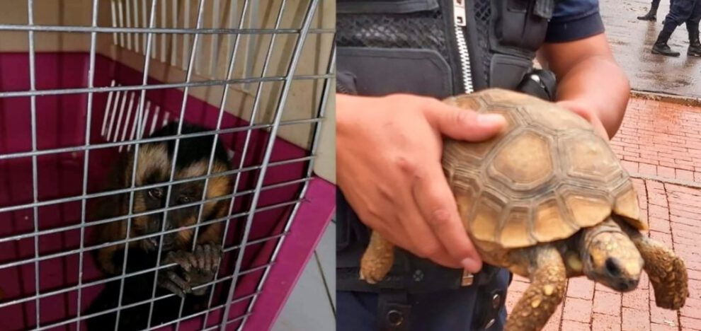 Rescate de animales silvestres en El Alto