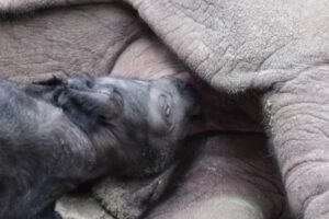 Rinoceronte de Sumatra nace en Indonesia, una luz de esperanza para la especie en peligro crítico de extinción