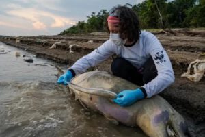 Muerte de delfines en la Amazonía