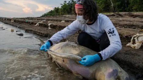 Muerte de delfines en la Amazonía