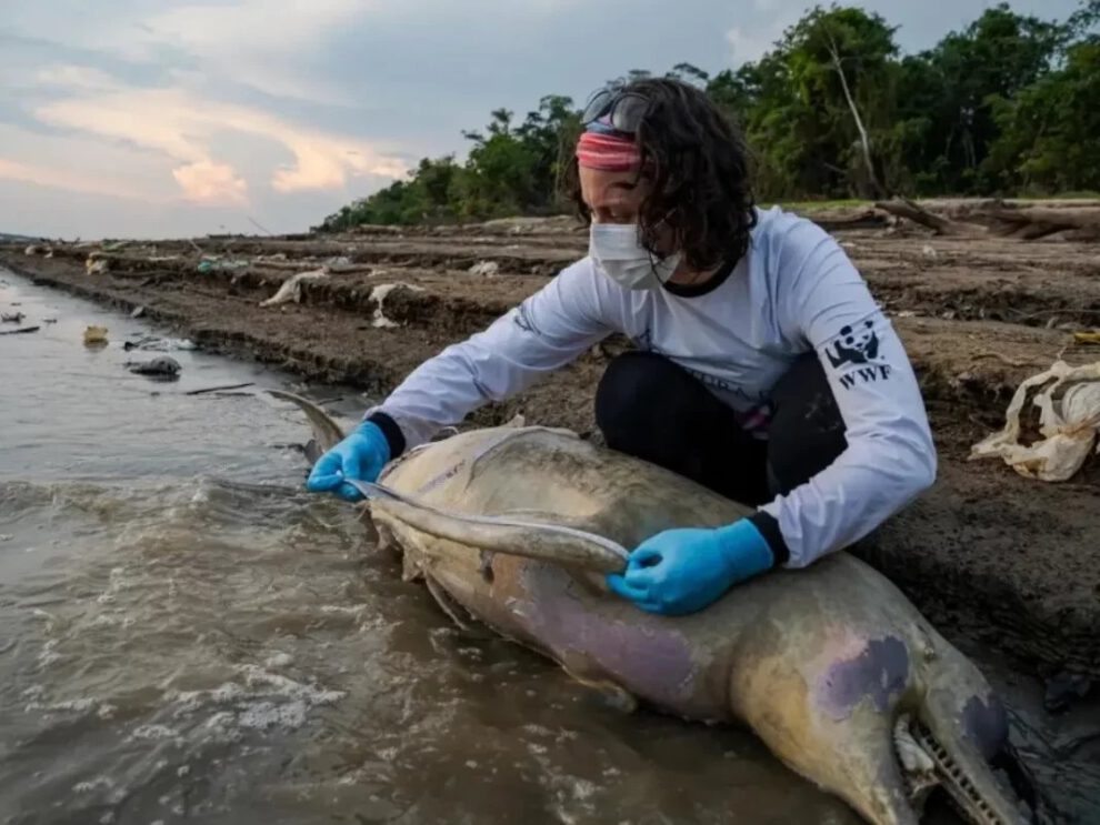 Muerte de delfines en la Amazonía