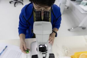 Proyecto Wolbachia en Singapur: combatiendo el dengue con nubes de mosquitos