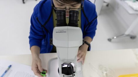 Proyecto Wolbachia en Singapur: combatiendo el dengue con nubes de mosquitos