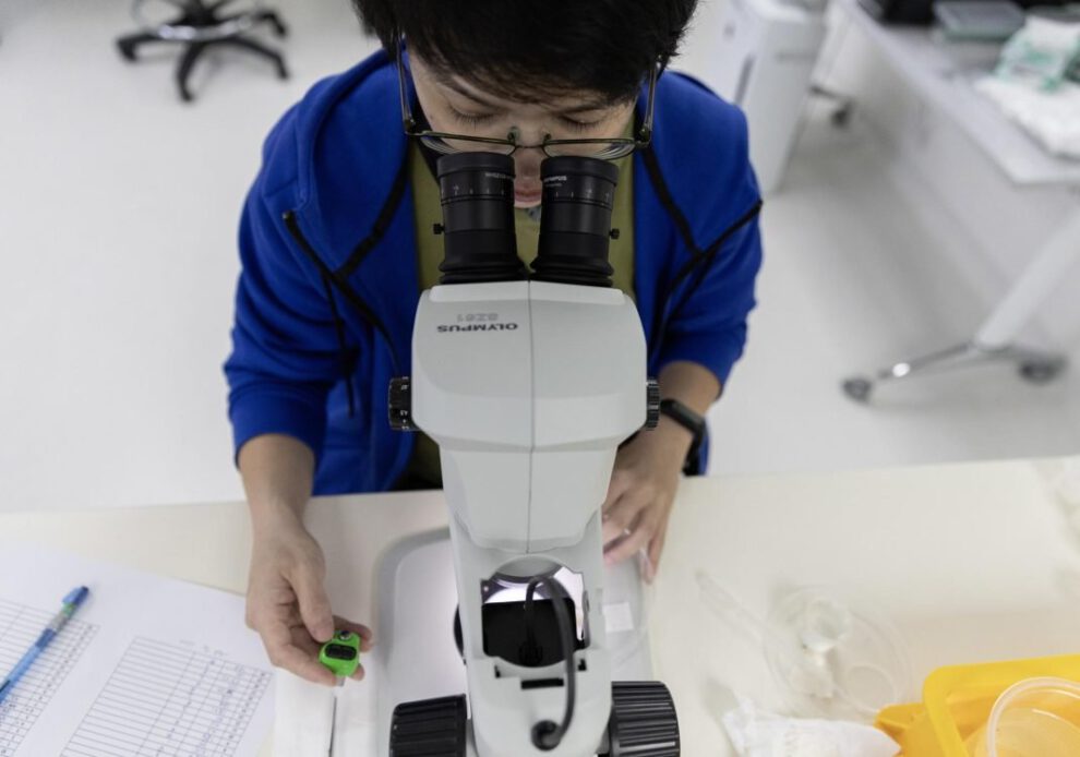 Proyecto Wolbachia en Singapur: combatiendo el dengue con nubes de mosquitos