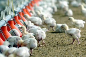 Pollos modificados genéticamente para frenar nueva pandemia de gripe aviar