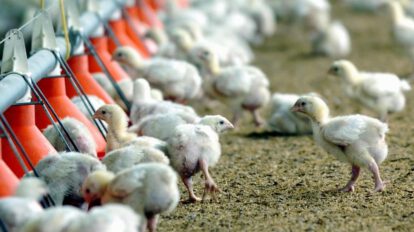 Pollos modificados genéticamente para frenar nueva pandemia de gripe aviar