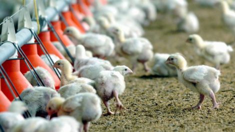 Pollos modificados genéticamente para frenar nueva pandemia de gripe aviar