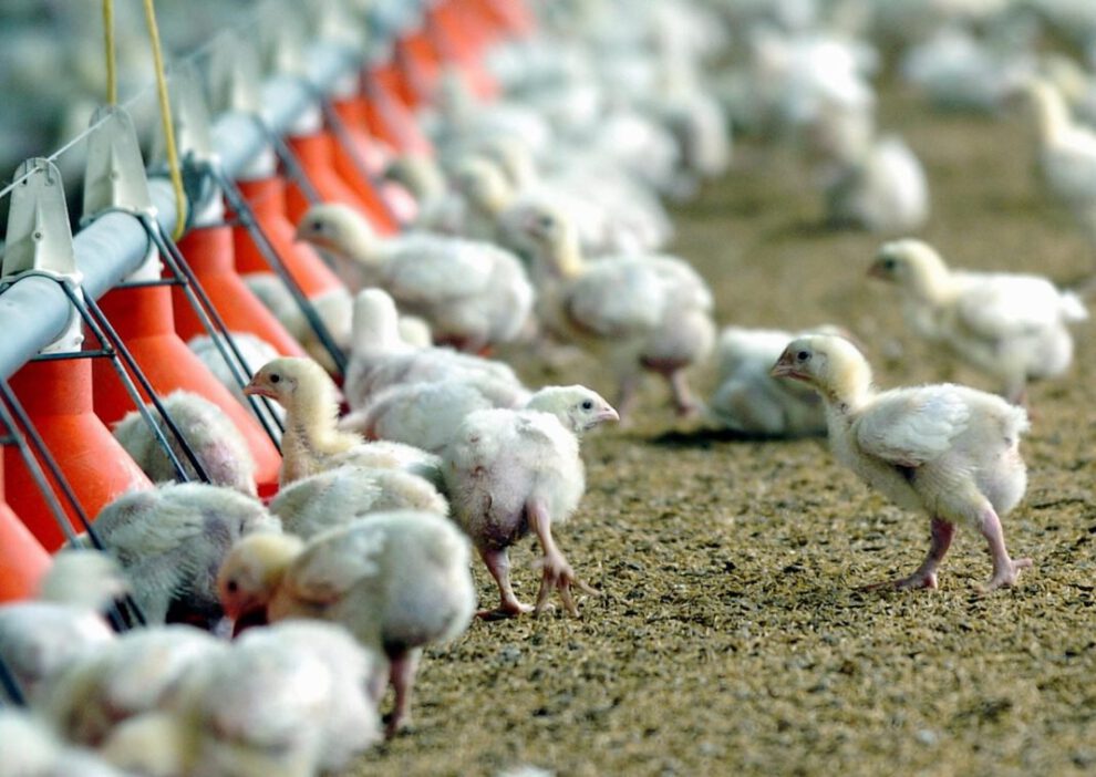 Pollos modificados genéticamente para frenar nueva pandemia de gripe aviar