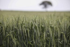 Eventos climáticos y producción agrícola