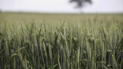 Eventos climáticos y producción agrícola