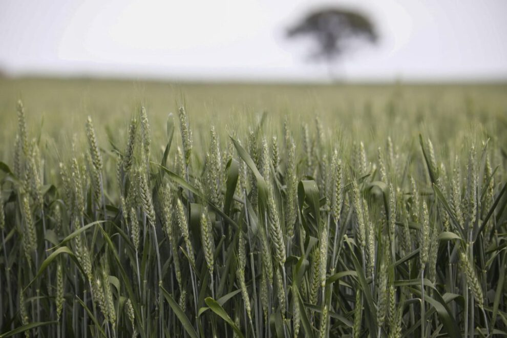 Eventos climáticos y producción agrícola