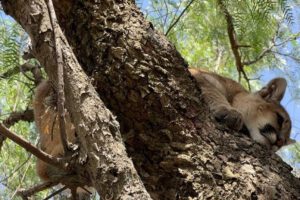 Puma cachorro rescatado en Tarija