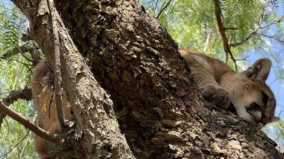 Puma cachorro rescatado en Tarija