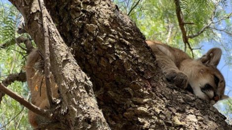 Puma cachorro rescatado en Tarija