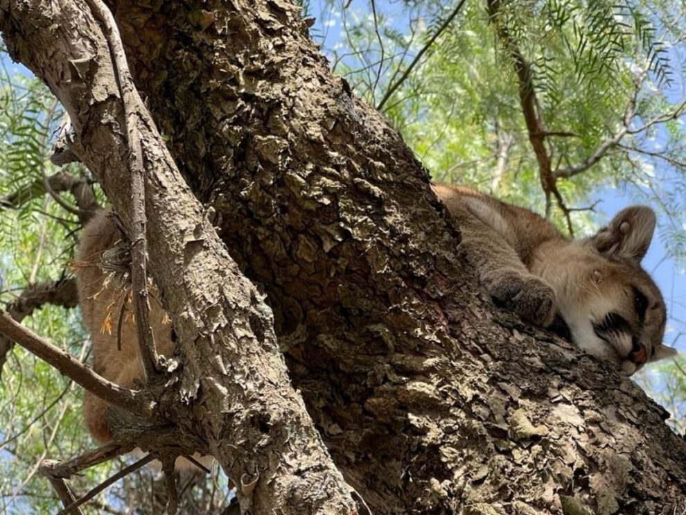 Puma cachorro rescatado en Tarija
