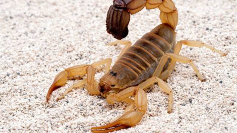 Picaduras de escorpión en Oruro