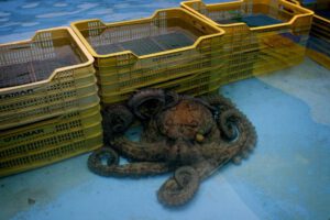 Diversidad genética del pulpo en estudio internacional