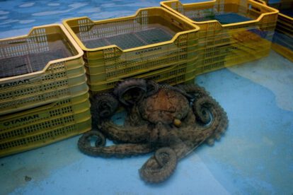 Diversidad genética del pulpo en estudio internacional