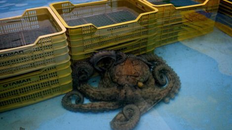 Diversidad genética del pulpo en estudio internacional