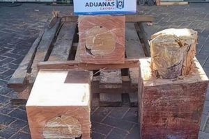 Cargamento boliviano de droga camuflada en troncos de madera
