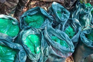 Detención preventiva narcotraficantes