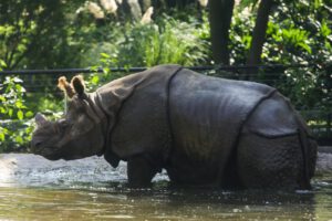 Rinocerontes indios en peligro de extinción en el Zoológico de Guadalajara