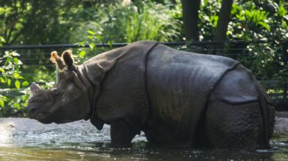 Rinocerontes indios en peligro de extinción en el Zoológico de Guadalajara