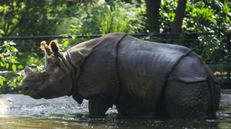 Rinocerontes indios en peligro de extinción en el Zoológico de Guadalajara