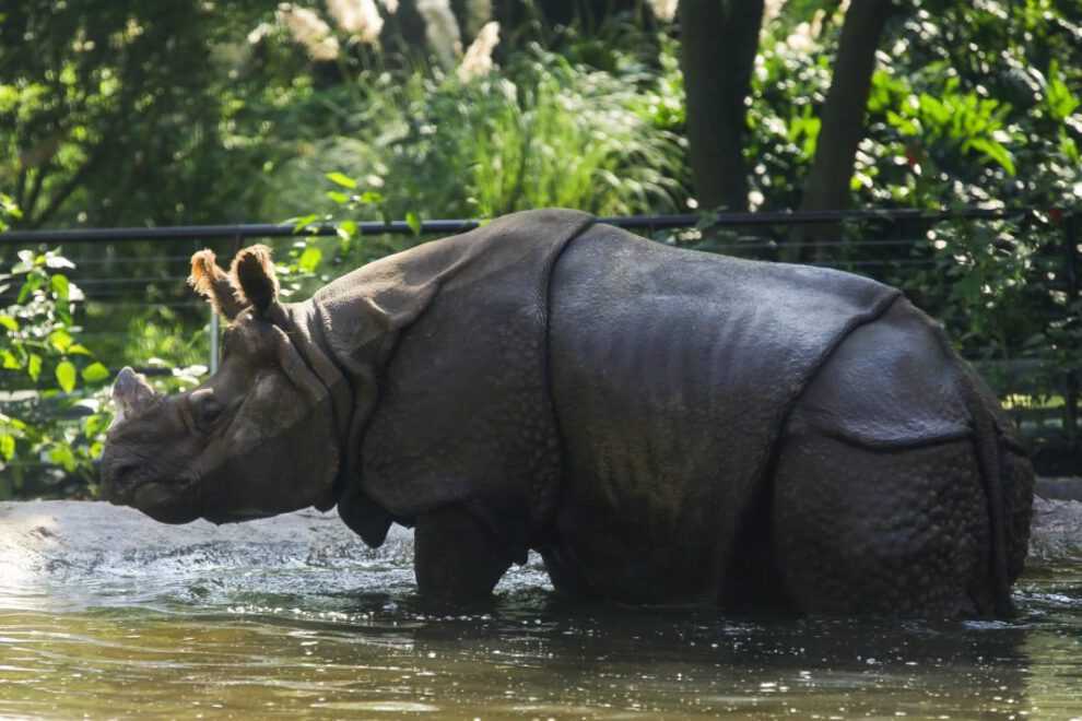 Rinocerontes indios en peligro de extinción en el Zoológico de Guadalajara