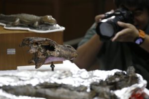 Nueva especie de aligátor en Tailandia